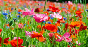 Bloemenbeker vullen